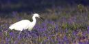 Little_Egret